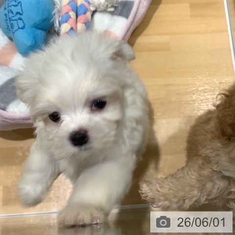 マルチーズの写真