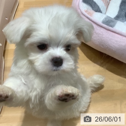 マルチーズの写真