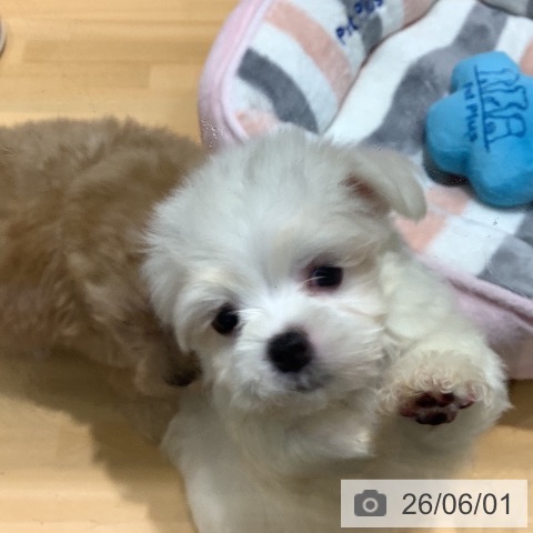 マルチーズの写真