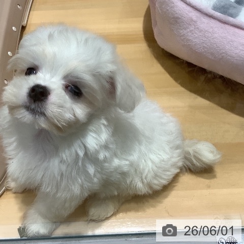 マルチーズの写真