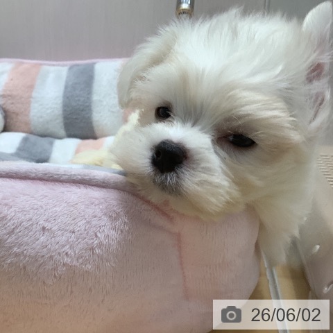 マルチーズの写真