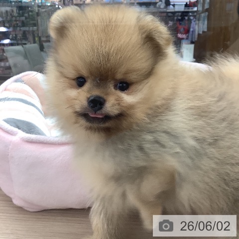 ポメラニアンの写真