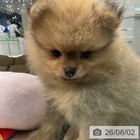 ポメラニアンの写真