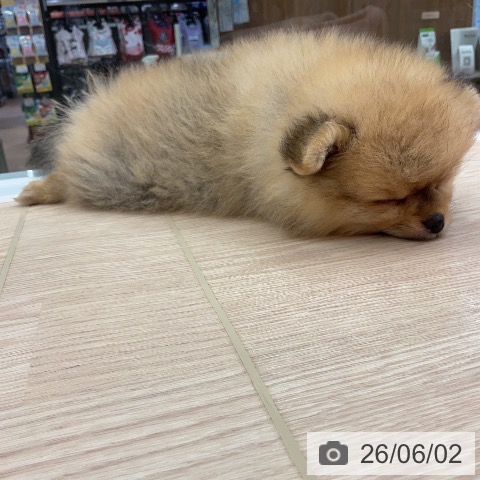 ポメラニアンの写真