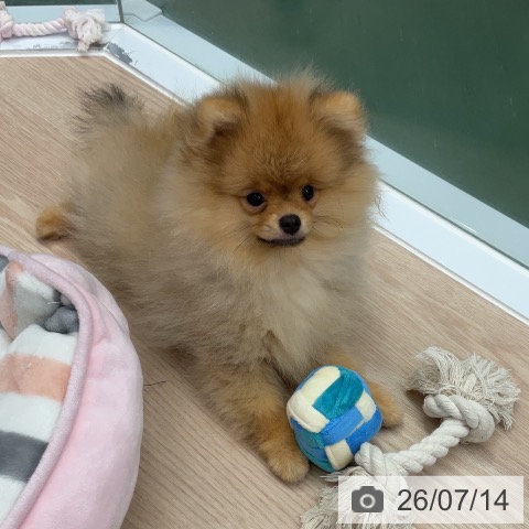 埼玉県のポメラニアン (ペットプラス 上尾店/2026年4月1日生まれ/男の子/オレンジ)の子犬の4枚目の画像