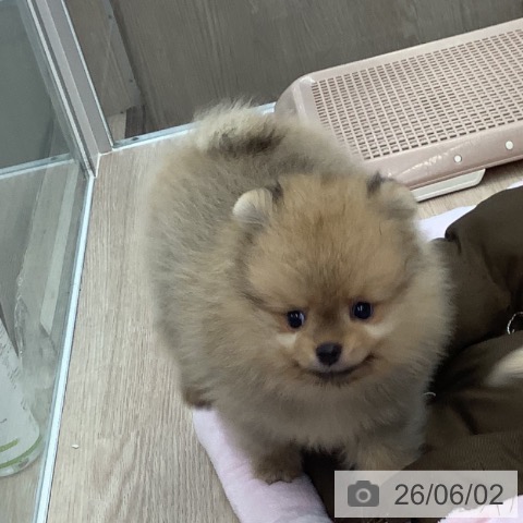 ポメラニアンの写真