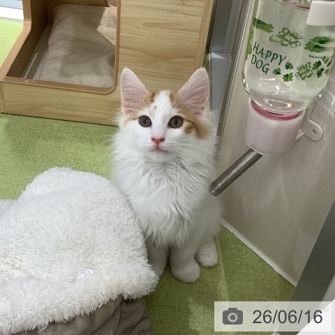 ノルウェージャンフォレストキャットの写真