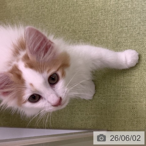 埼玉県のノルウェージャンフォレストキャット (ペットプラス 川口店/2026年3月17日生まれ/男の子/レッドタビーホワイト)の子猫の4枚目の画像
