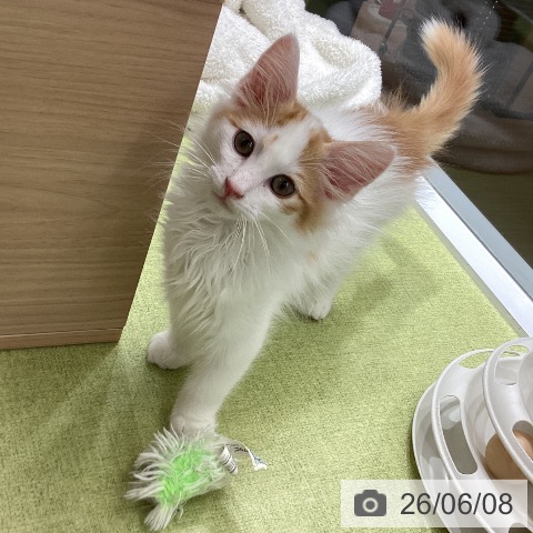 埼玉県のノルウェージャンフォレストキャット (ペットプラス 川口店/2026年3月17日生まれ/男の子/レッドタビーホワイト)の子猫の3枚目の画像