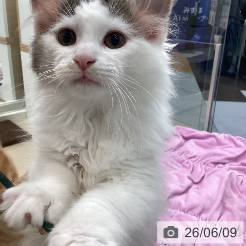 ノルウェージャンフォレストキャットの写真