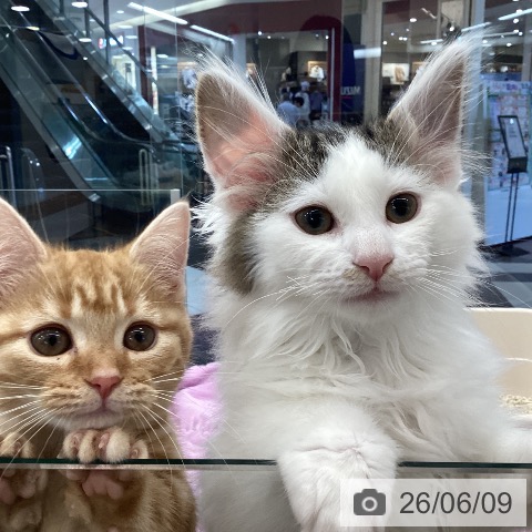 ノルウェージャンフォレストキャットの写真