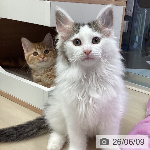 ノルウェージャンフォレストキャットの写真