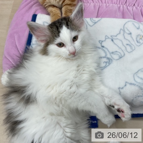 ノルウェージャンフォレストキャットの写真