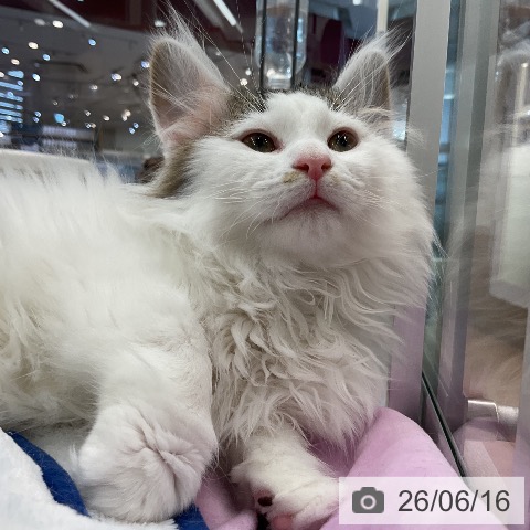 ノルウェージャンフォレストキャットの写真