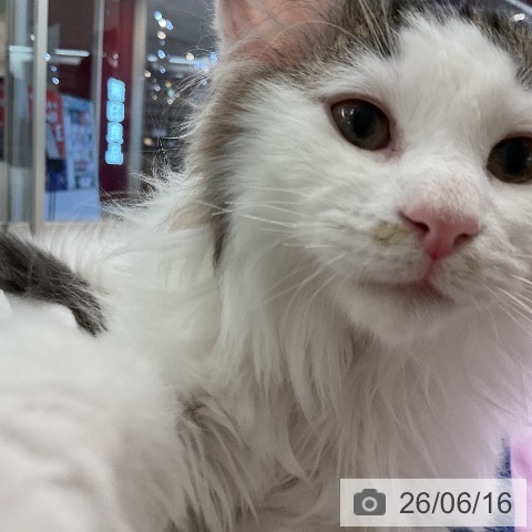ノルウェージャンフォレストキャットの写真