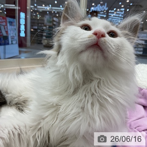 ノルウェージャンフォレストキャットの写真
