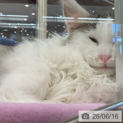 ノルウェージャンフォレストキャットの写真