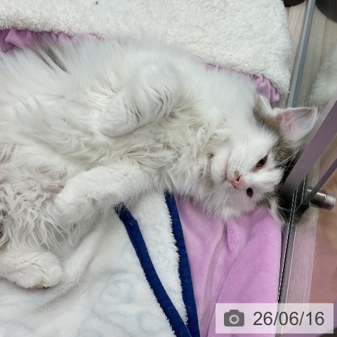 ノルウェージャンフォレストキャットの写真