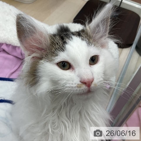 ノルウェージャンフォレストキャットの写真