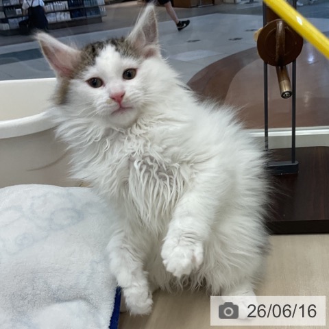 ノルウェージャンフォレストキャットの写真