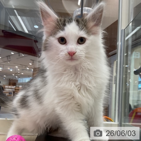 ノルウェージャンフォレストキャットの写真
