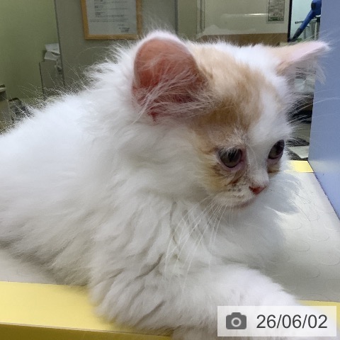 マンチカンの写真