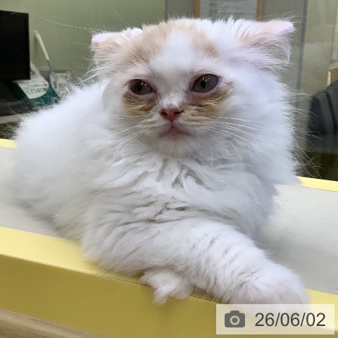 マンチカンの写真