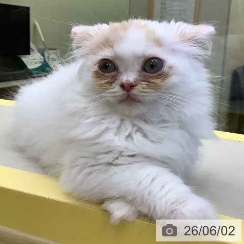 マンチカンの写真