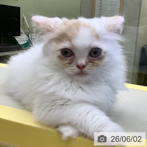 マンチカンの写真