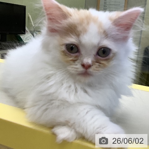 マンチカンの写真