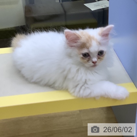 マンチカンの写真