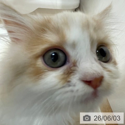 長野県のマンチカン (ペットプラス 須坂店/2026年3月24日生まれ/男の子/クリームタビーホワイト)の子猫の4枚目の画像
