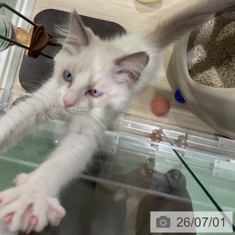 埼玉県のラグドール (ペットプラス 上尾店/2026年3月25日生まれ/男の子/ブルーポイントバイカラー)の子猫の4枚目の画像