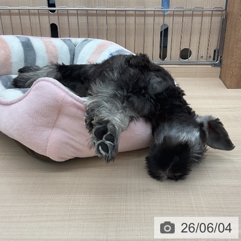ミニチュア・シュナウザーの写真