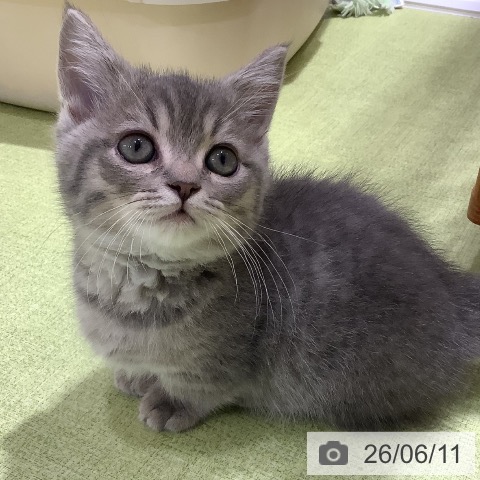 長野県のマンチカン (ペットプラス 松本店/2026年4月2日生まれ/男の子/ブルータビー)の子猫の3枚目の画像