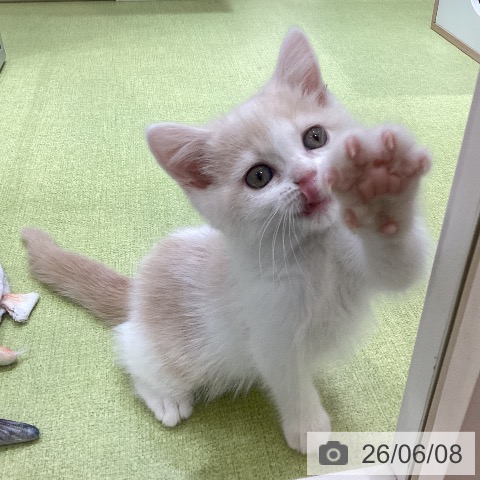埼玉県のスコティッシュフォールド (ペットプラス 羽生店/2026年4月1日生まれ/女の子/クリームタビーホワイト)の子猫の3枚目の画像