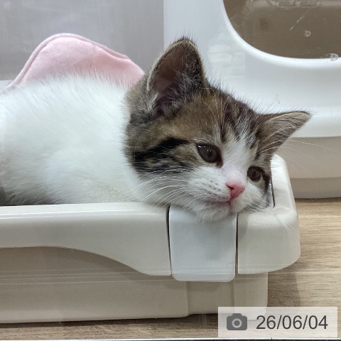 宮城県のスコティッシュフォールド (ペットプラス 仙台上杉店/2026年3月31日生まれ/男の子/ブラウンタビーホワイト)の子猫の4枚目の画像