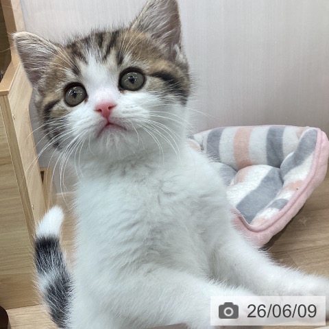 宮城県のスコティッシュフォールド (ペットプラス 仙台上杉店/2026年3月31日生まれ/男の子/ブラウンタビーホワイト)の子猫の3枚目の画像