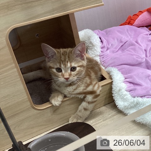 宮城県のアメリカンショートヘアー (ペットプラス 仙台上杉店/2026年3月17日生まれ/女の子/レッドタビー)の子猫の4枚目の画像