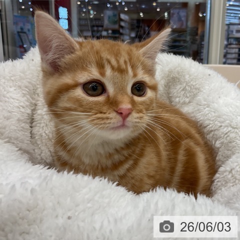 マンチカンの写真