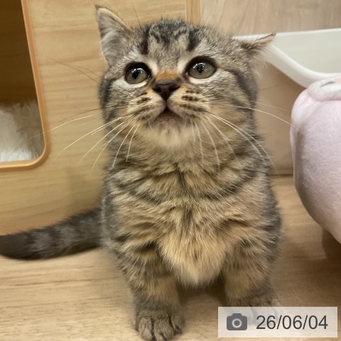 マンチカンの写真
