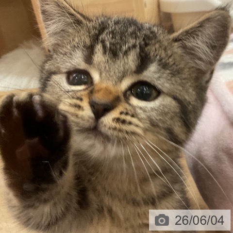 マンチカンの写真