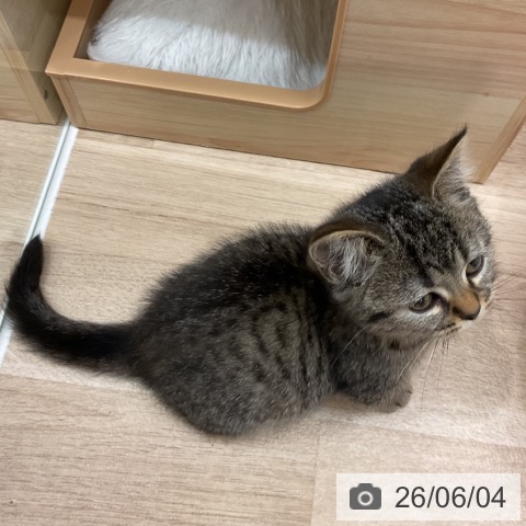 マンチカンの写真