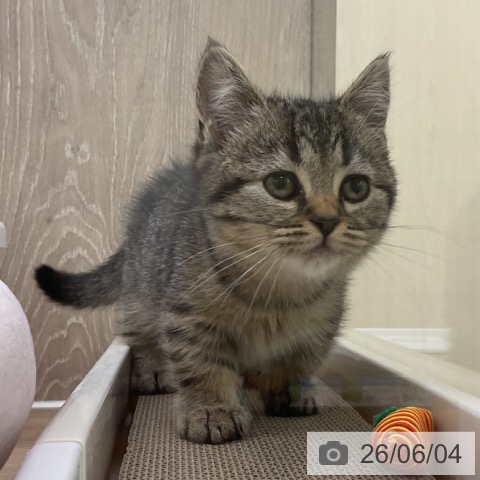 マンチカンの写真