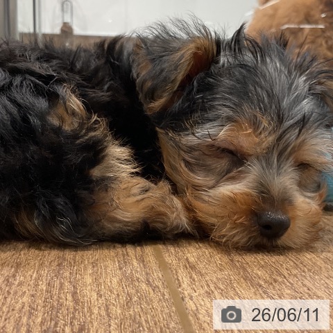 神奈川県のヨークシャーテリア (ペッツワン 小田原店/2026年4月2日生まれ/男の子/スチールブルータン)の子犬の4枚目の画像