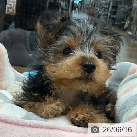 神奈川県のヨークシャーテリア (ペッツワン 小田原店/2026年4月2日生まれ/男の子/スチールブルータン)の子犬の3枚目の画像
