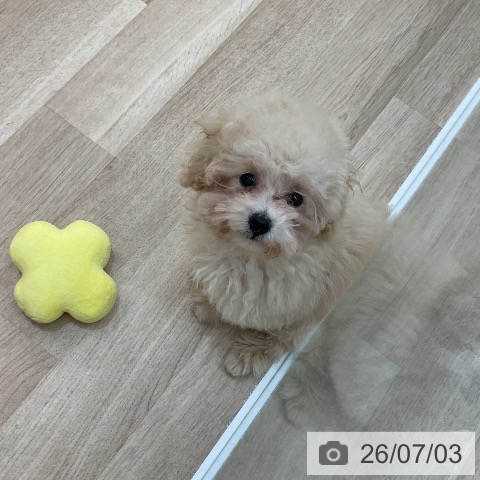 群馬県のトイプードル(トイ) (ペットプラス 前橋店/2026年4月2日生まれ/女の子/クリーム)の子犬の3枚目の画像