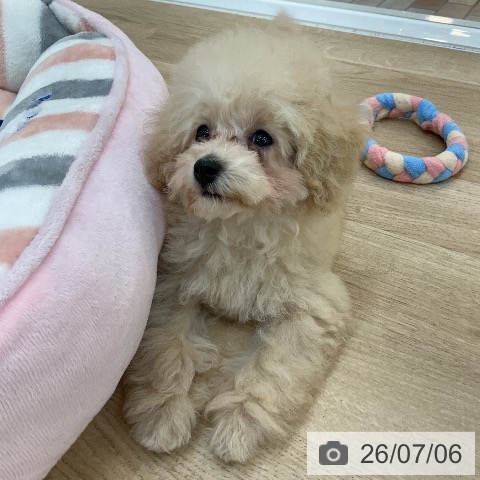 群馬県のトイプードル(トイ) (ペットプラス 前橋店/2026年4月2日生まれ/女の子/クリーム)の子犬の4枚目の画像