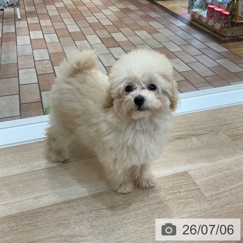 群馬県のトイプードル(トイ) (ペットプラス 前橋店/2026年4月2日生まれ/女の子/クリーム)の子犬の3枚目の画像