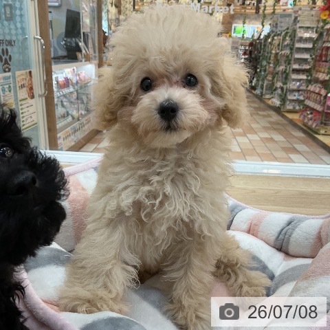 群馬県のトイプードル(トイ) (ペットプラス 前橋店/2026年4月2日生まれ/女の子/クリーム)の子犬の4枚目の画像
